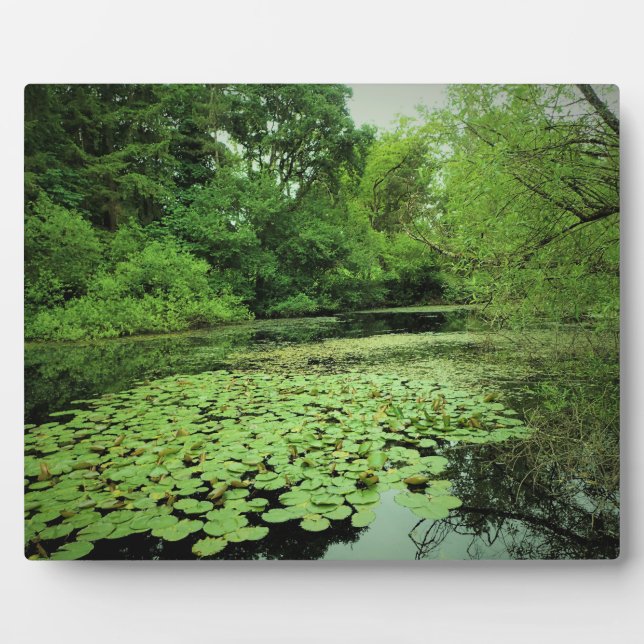 Plaque Photo Lily Pads sur le Pond (Devant)