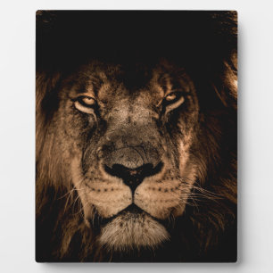 Plaque Photo lion d'afrique yeux fermés