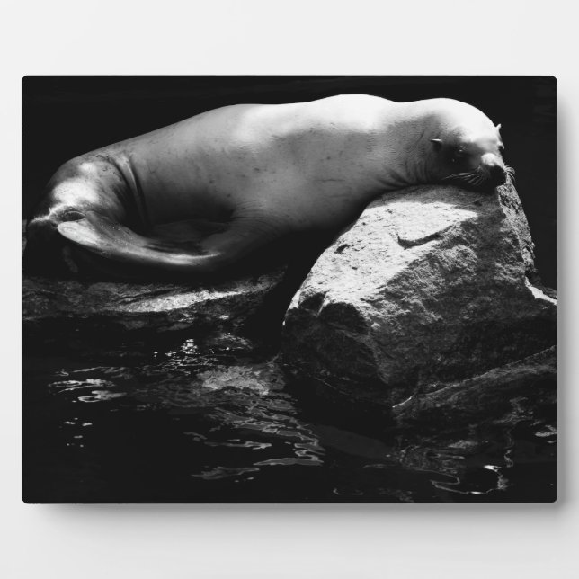 Plaque Photo Lion de mer dormant .1781 (Devant)