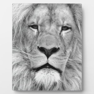 Plaque Photo Lion noir et blanc