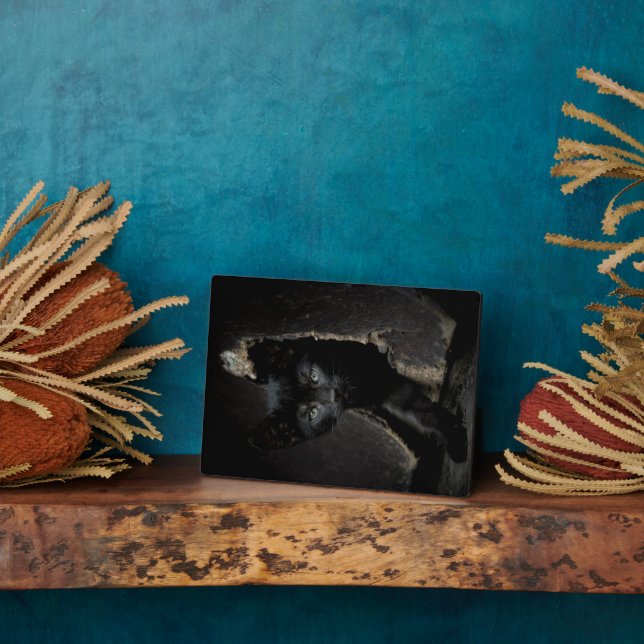 Plaque Photo Little Black Kitty (Côté)