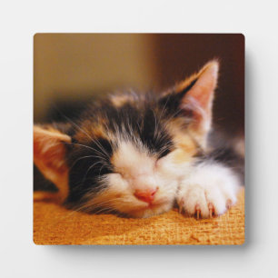 Plaque Photo Little Kitty Dormait