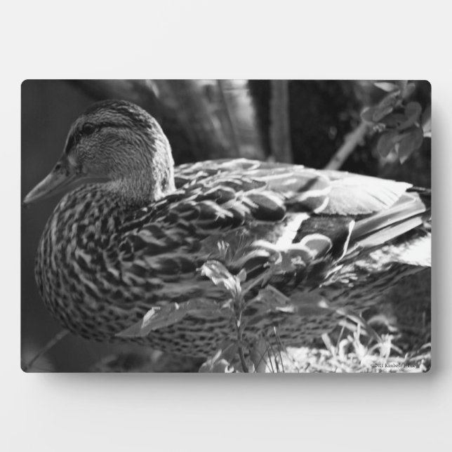 Plaque Photo L'observateur (Devant)