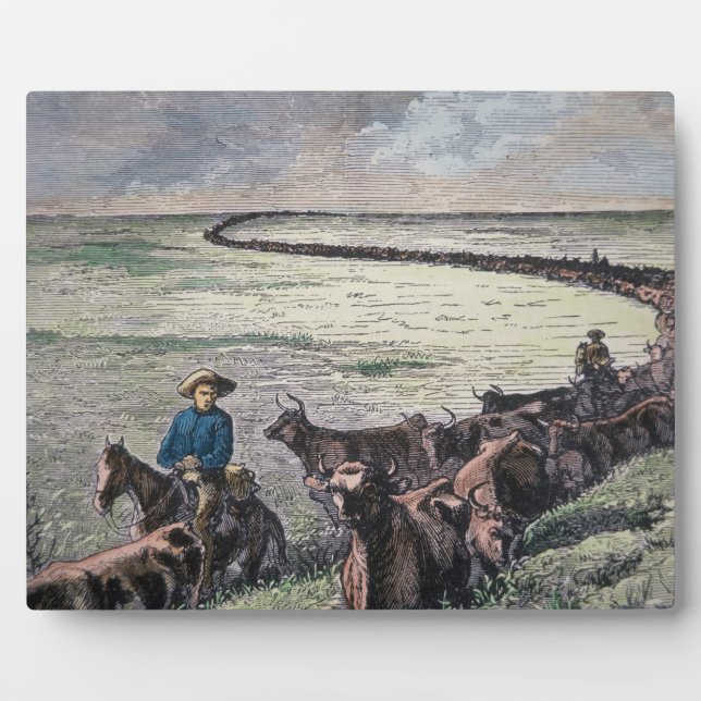 Plaque Photo Longhorn cattle drive from Texas to Abilene, Kansa (Devant)