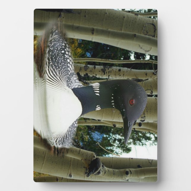 Plaque Photo Loon sauvage (Devant)