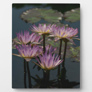 Plaque Photo Lotus Nénuphar pourpre