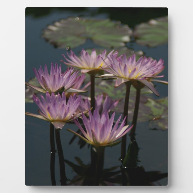 Plaque Photo Lotus Nénuphar pourpre (Devant)