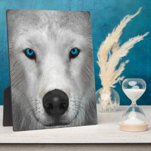 Plaque Photo Loup Arctique