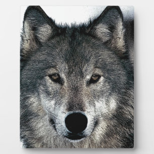 Plaque Photo Loup gris