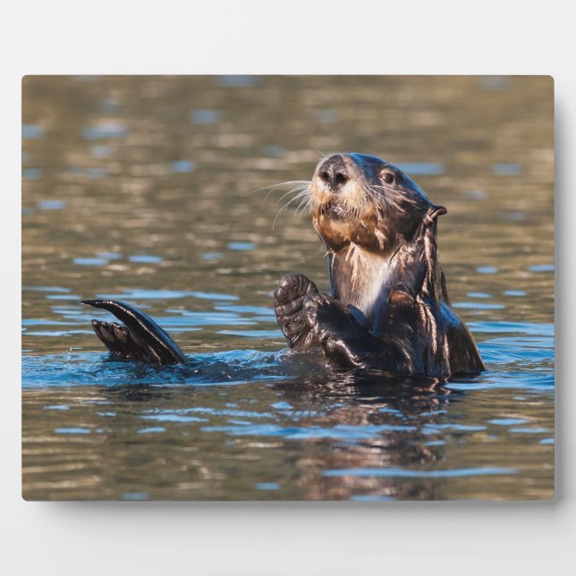 Plaque Photo Loupe de mer ensoleillée (Devant)