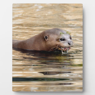 Plaque Photo Loutre géante nageant dans l'eau