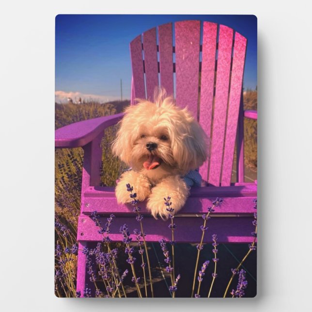Plaque Photo Loveable Fluffy Shih Tzu Toy Puppy, Happy Dog Sits (Devant)