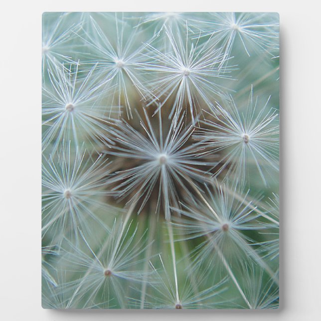 Plaque Photo Löwenzahnmuster (Devant)