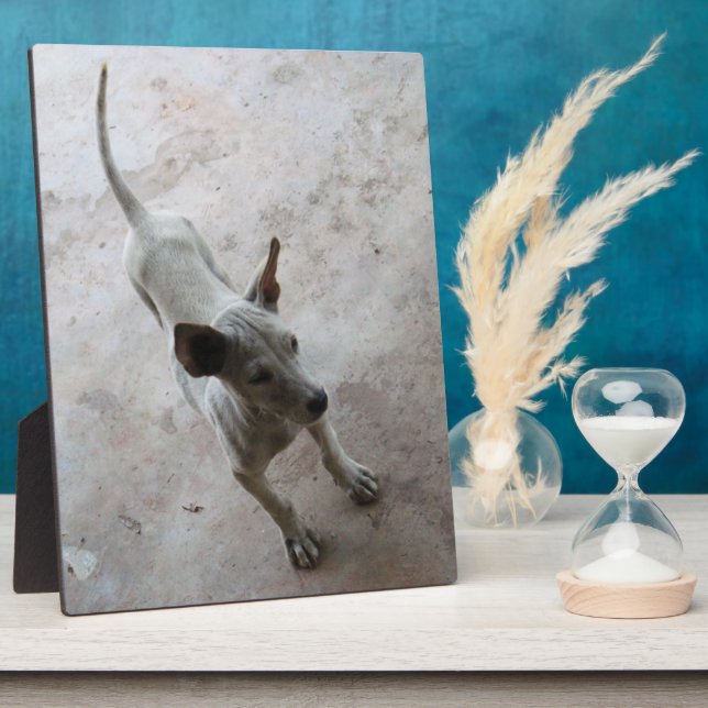 Plaque Photo Luk Maa ... Chien chiot thaïlandais Soi (Côté)