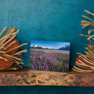 Plaque Photo Lupins en fleurs   Montagnes Kenai, Alaska