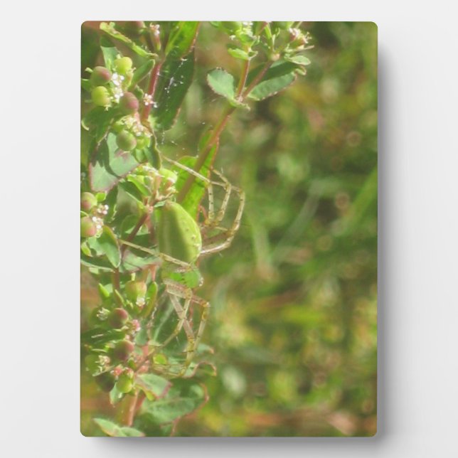 Plaque Photo Lynx Spider (Devant)