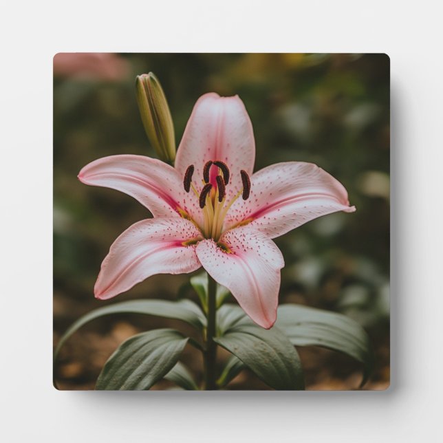 Plaque Photo Lys rose ouvert (Devant)