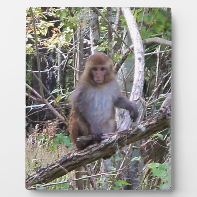 Plaque Photo macaque rhésus (Devant)
