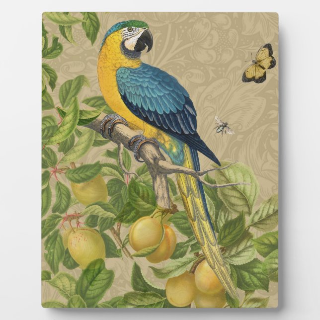 Plaque Photo Macaw Blue Jaune Tropical Jungle Antique (Devant)