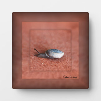 Plaque Photo Macro Photographie de Snail sur Terracotta