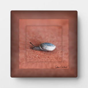 Plaque Photo Macro Photographie d'Escargot sur Terre Cuite