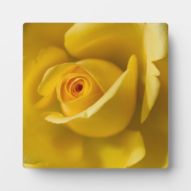 Plaque Photo Macro Rose jaune (Devant)