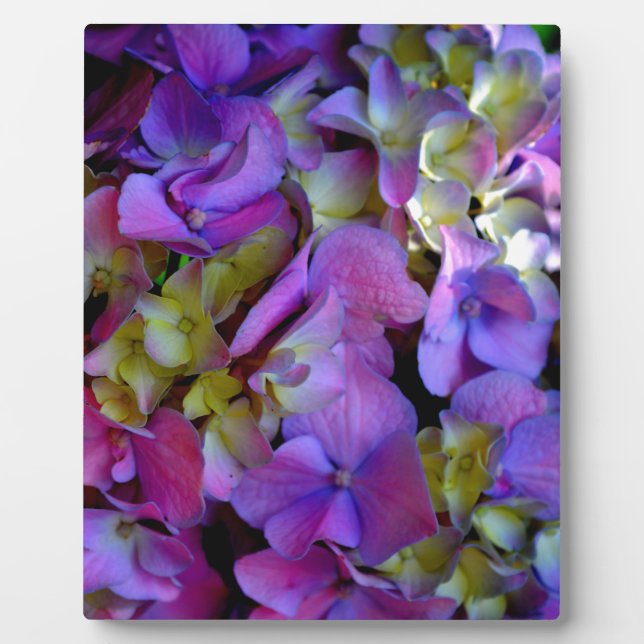 Plaque Photo Magenta Purple bleu jaune Hydrangeas fleurs (Devant)