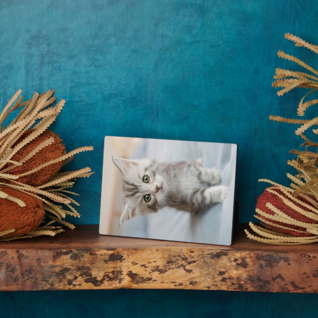 Plaque Photo Maine Coon Kitten (Côté)