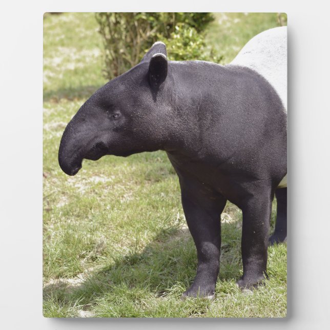 Plaque Photo Malayan tapir on grass (Devant)