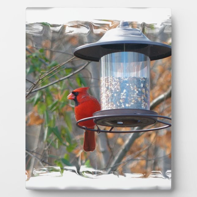 Plaque Photo Male Cardinal (Devant)