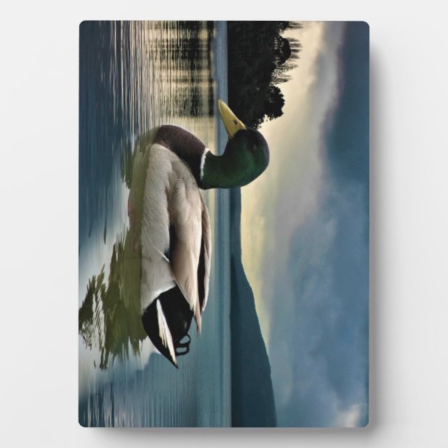 Plaque Photo Mallard Duck (Devant)