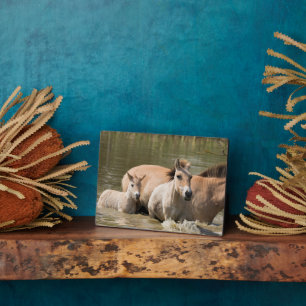 Plaque Photo Mare avec Foal Crossing a River