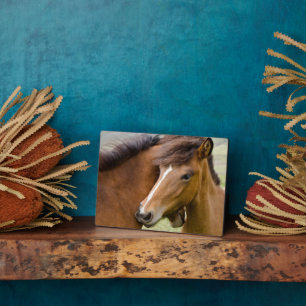Plaque Photo Mare Et Colt