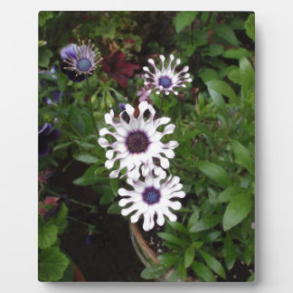 Plaque Photo Marguerite africaine blanche