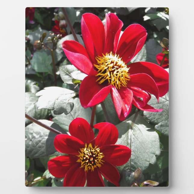 Plaque Photo marguerite rose chaud rouge / marguerites fleurs (Devant)