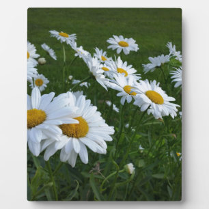 Plaque Photo marguerites blanches