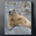 Plaque Photo Marmotte alpine sur le roch<br><div class="desc">Marmotte alpine (Marmota marmota) allongée sur le rocher à La Plagne dans les Alpes françaises,  département de la Savoie</div>