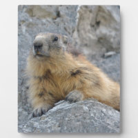 Marmotte alpine sur le roch