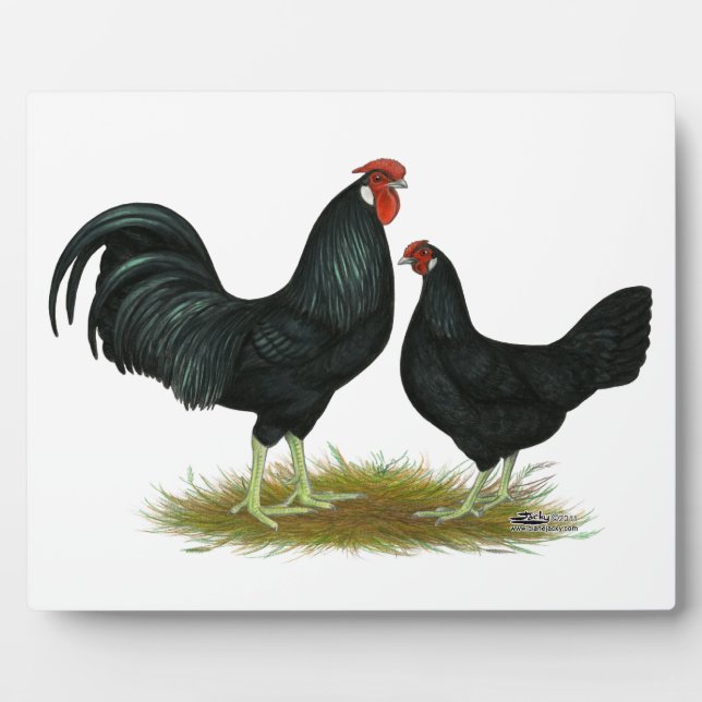 Plaque Photo Marsh Daisy Chickens (Devant)