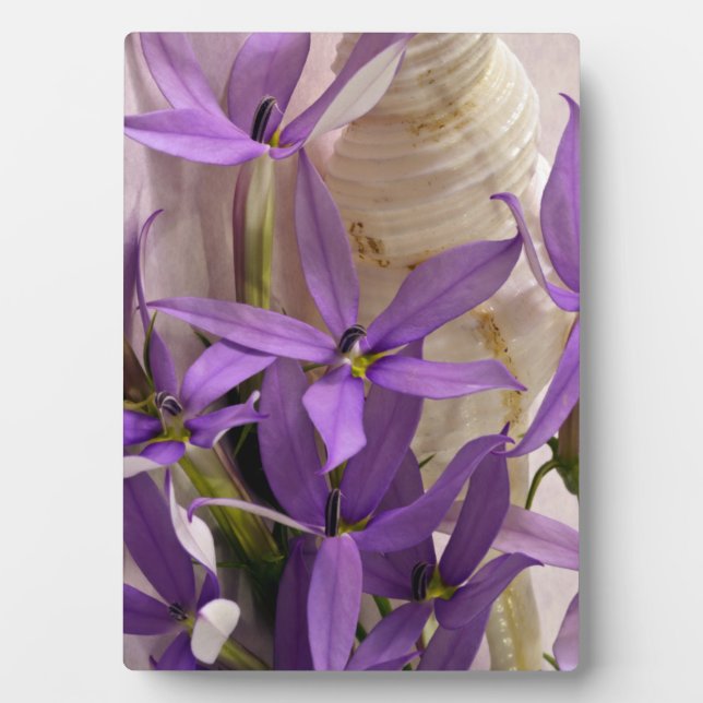 Plaque Photo Mauve Starshine Laurentia (Devant)