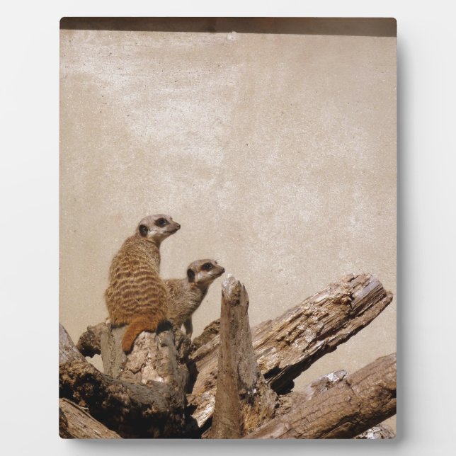 Plaque Photo Meerkat Lookout (Devant)