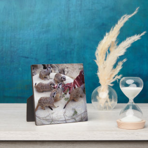 Plaque Photo Meerkats Carnivores Avec Des Crevettes Pour Thé,