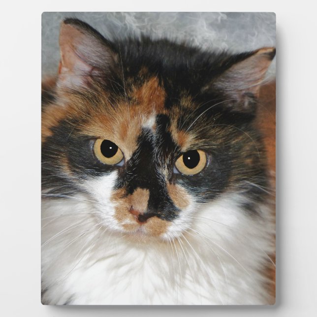 Plaque Photo MeMeow (Devant)