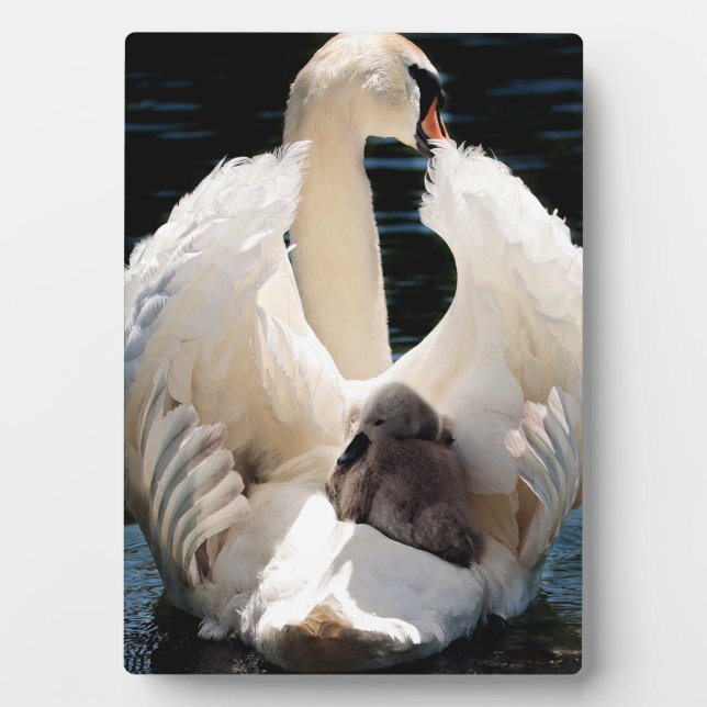 Plaque Photo Mère Cygne avec Cygnets (cygnes bébés) (Devant)