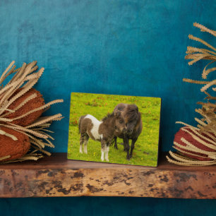 Plaque Photo Mère et progéniture de poney Shetland