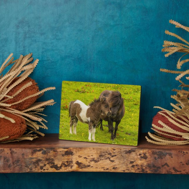 Plaque Photo Mère et progéniture de poney Shetland (Côté)