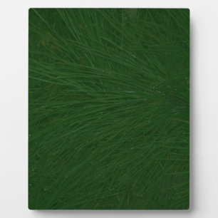 Plaque Photo Merry Christmas Pine Tree Close