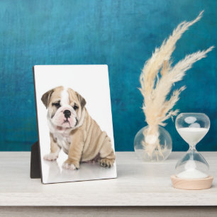 Plaque Photo Mignonne Chien-taupe Chien Triste