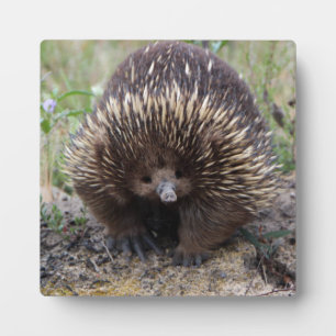 Plaque Photo Mignonne Echidna d'Australie