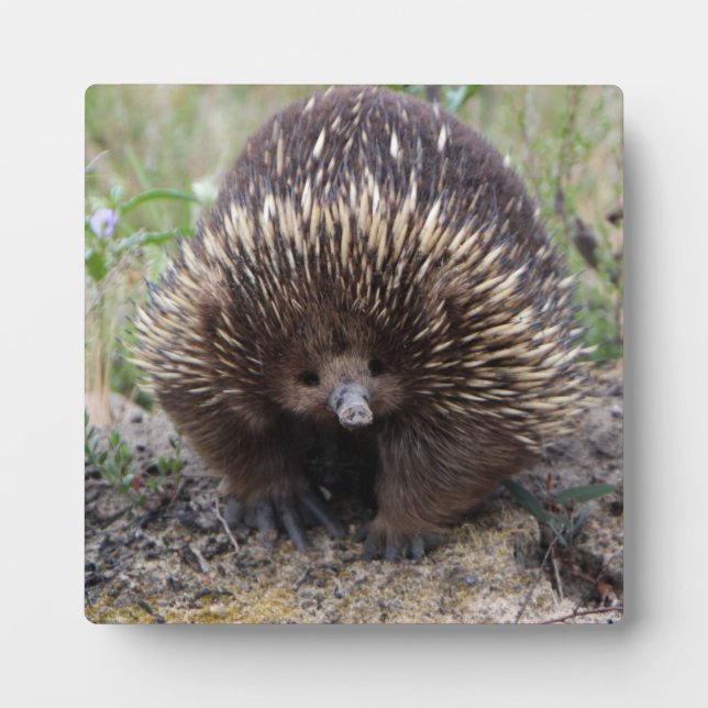 Plaque Photo Mignonne Echidna d'Australie (Devant)